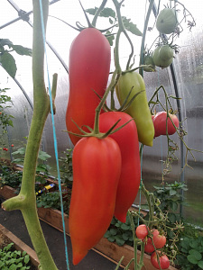 Анна Власова (2020)